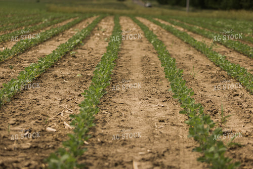 Soybean Field 8021