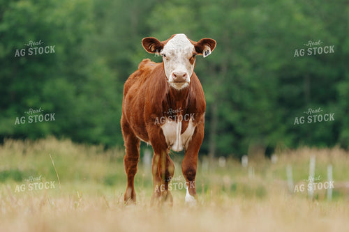 Hereford Cattle on Pasture 68178