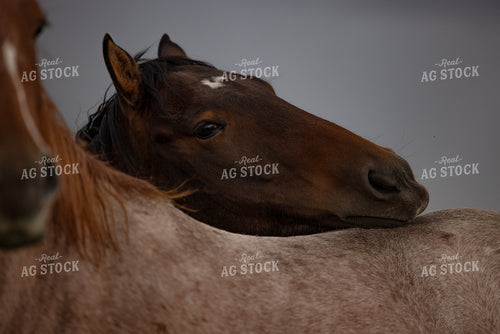 Horses 304025