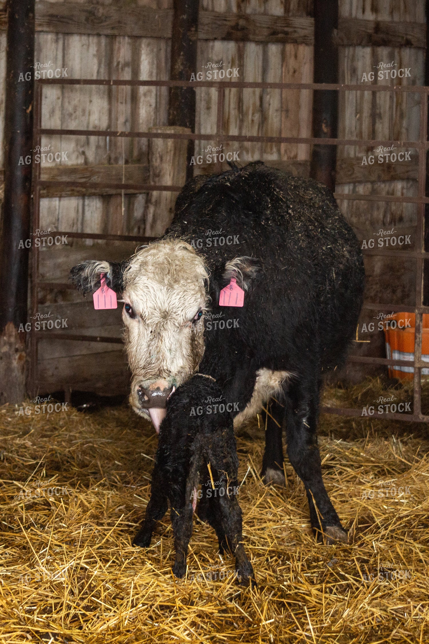 Newborn Calf and Cow 155459