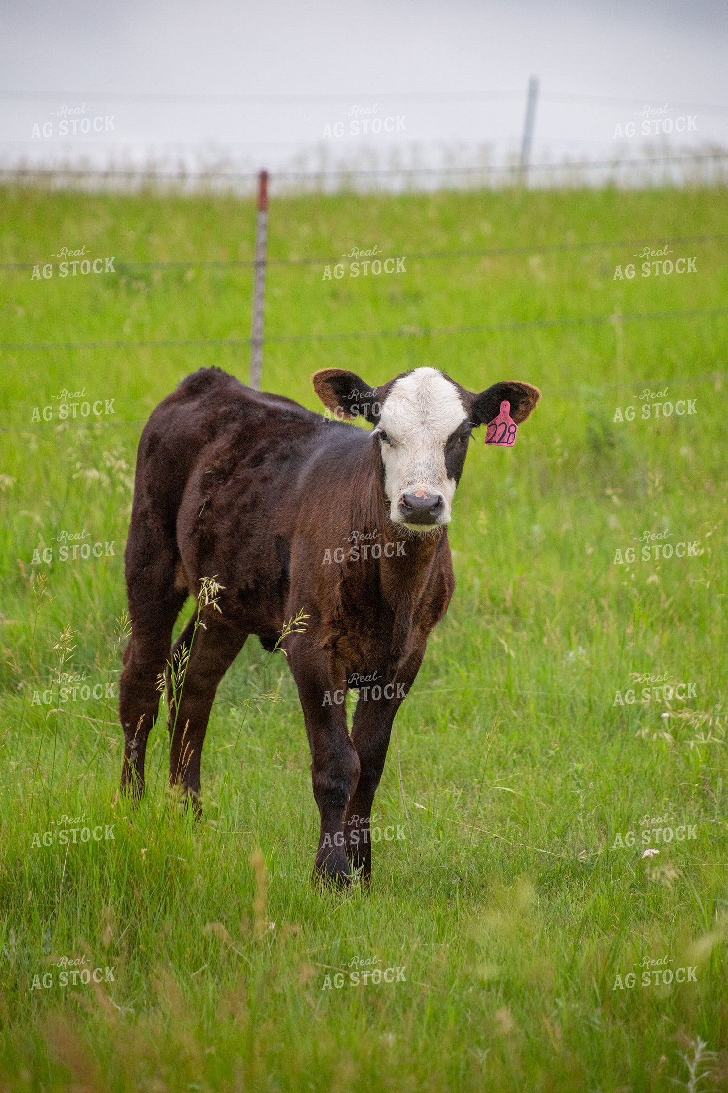 Cattle on Pasture 155641
