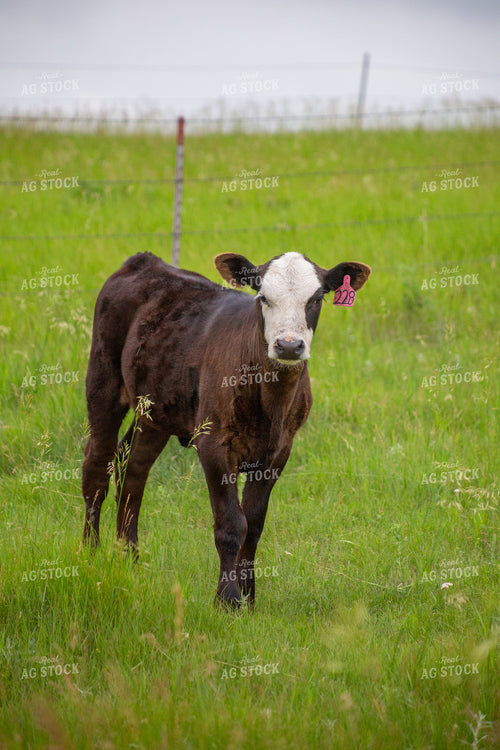 Cattle on Pasture 155641