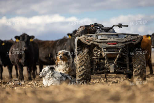Ranch Dogs 72200
