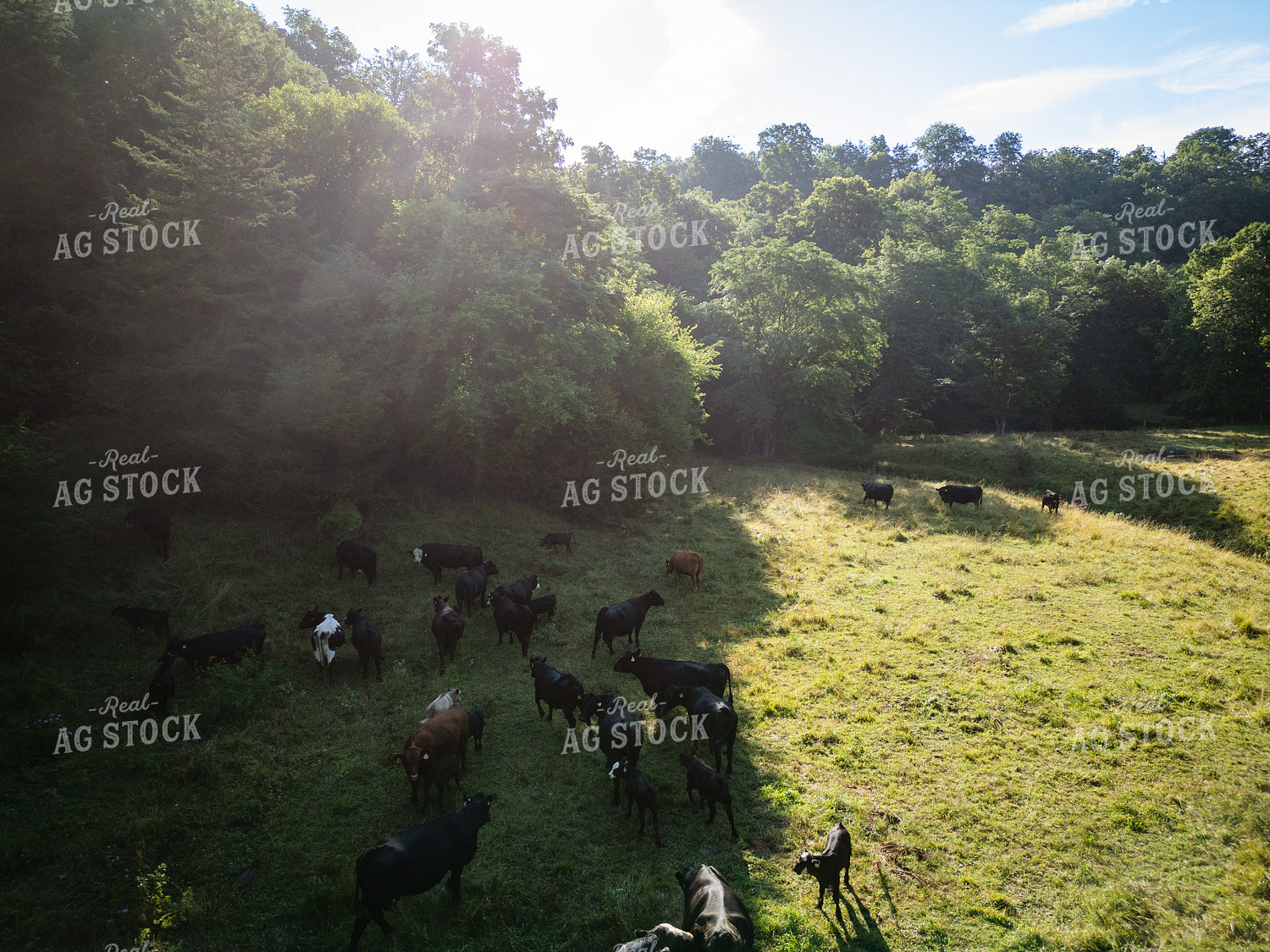 Aerial of Cattle Herd on Pasture 268341