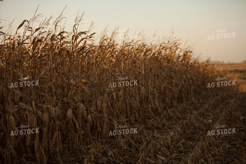 Corn - Dry 1337
