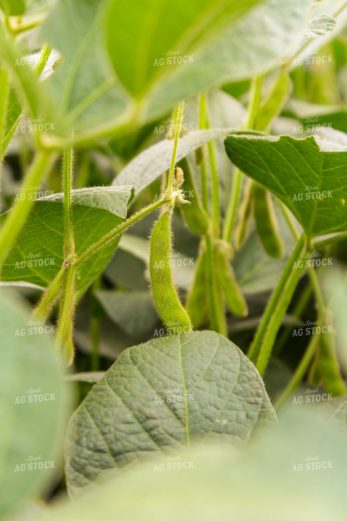 Unfilled Soybean Pods 237009