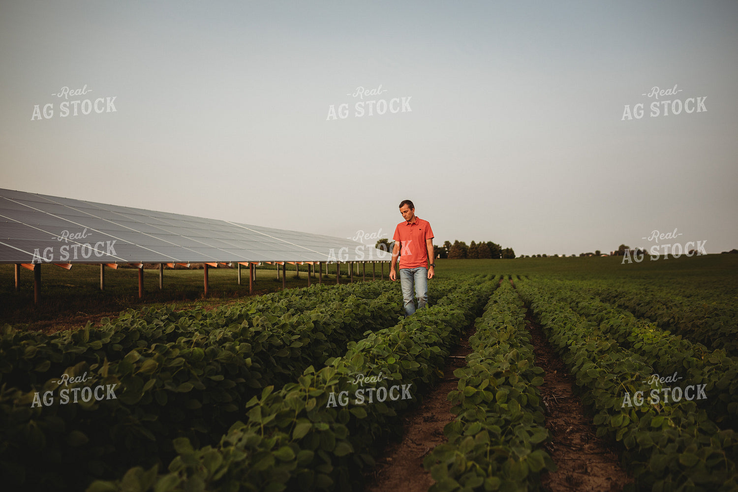 Farmer with Soybean Field and Solar Panels 4607