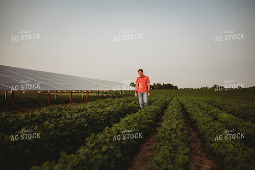 Farmer with Soybean Field and Solar Panels 4607