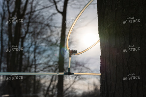 Maple Syrup Spile Tap 52950