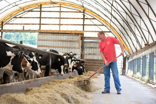 Farmer Feeding Cattle 270382