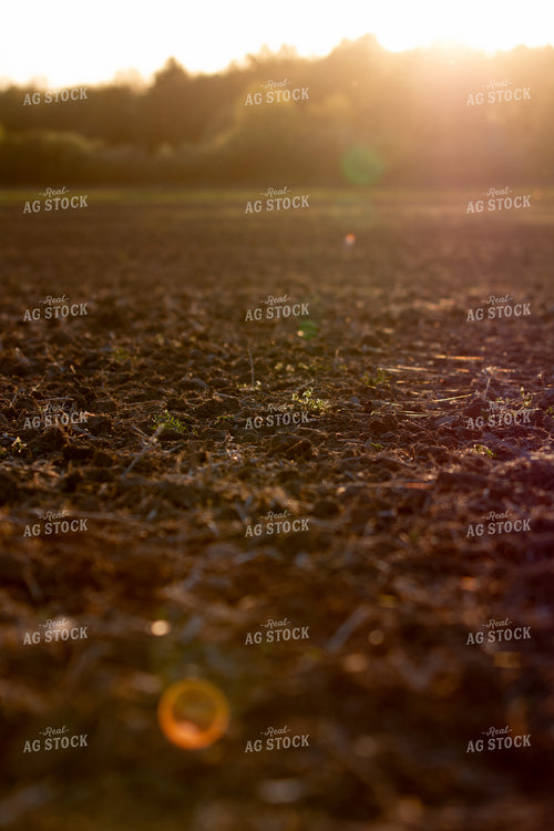 Soil in Field 157306