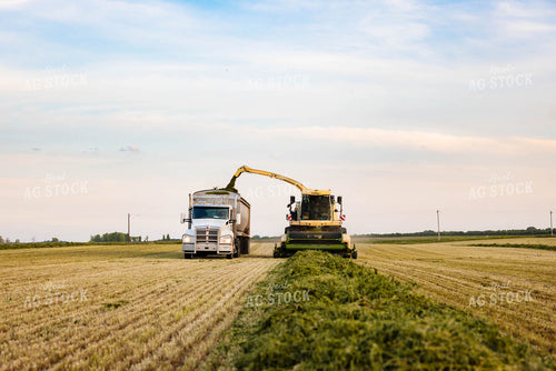 Chopping Silage 152135