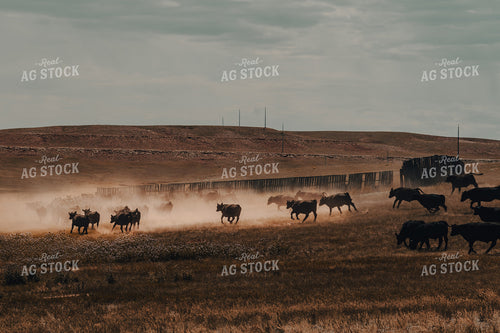 Moving Cattle 58179