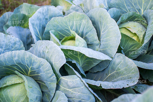Cabbage 50154