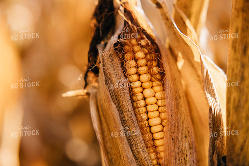 Dried Corn Ear 178073
