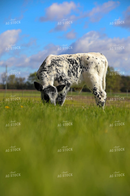 Blue Road Calf 160027