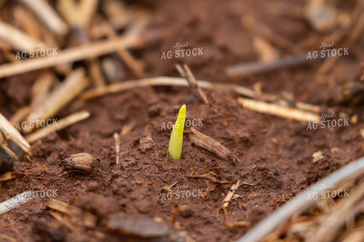 Corn Plant Sprouting 79243