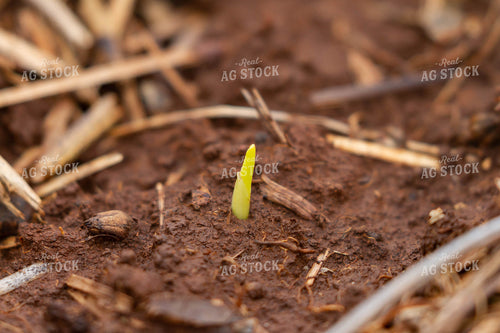 Corn Plant Sprouting 79243