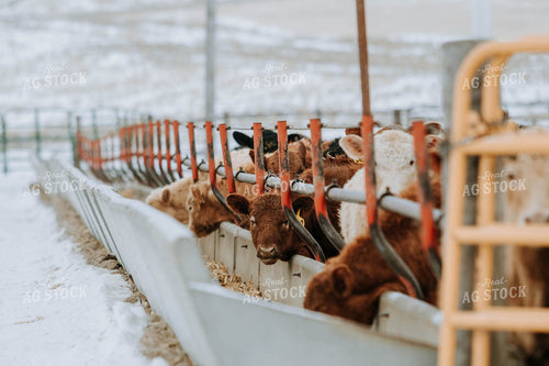 Cattle Eating out of Trough 77156
