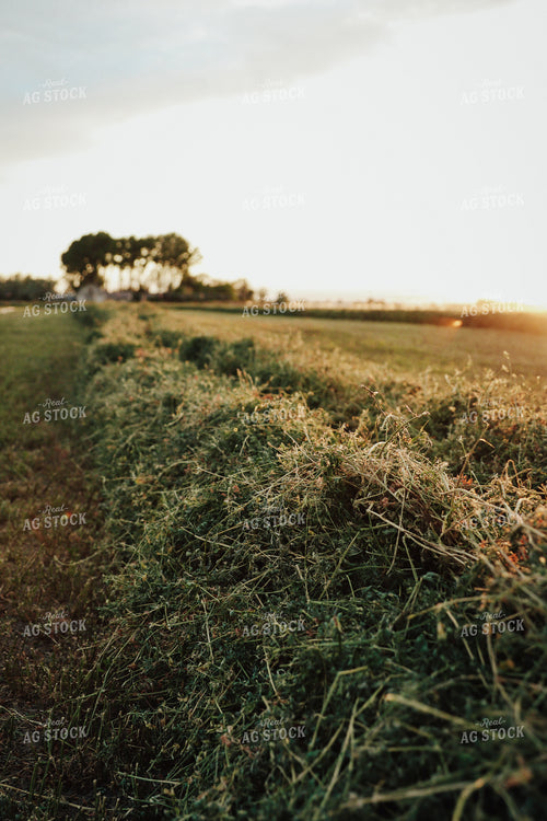 Cut Alfalfa 83149