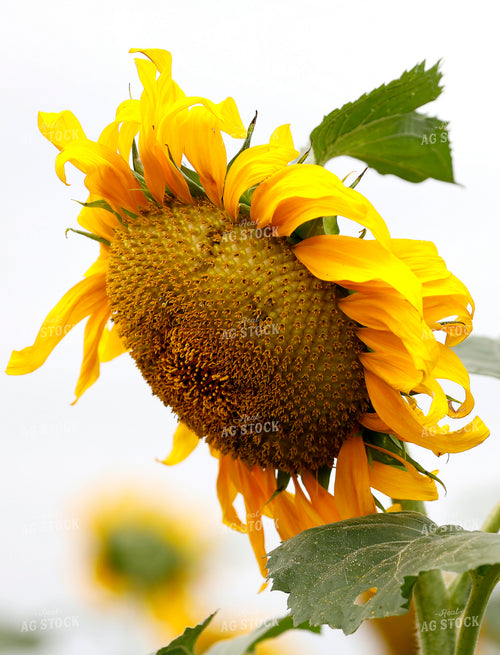 Sunflowers 141714