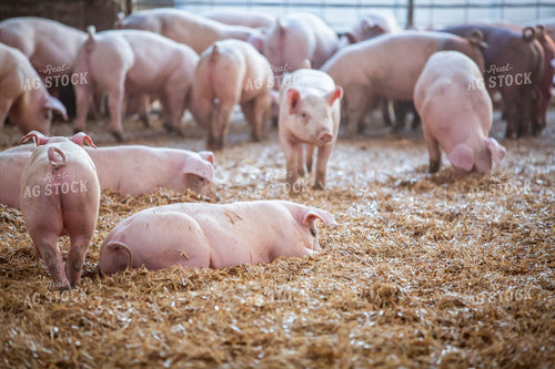 Indoor Pigs 270527