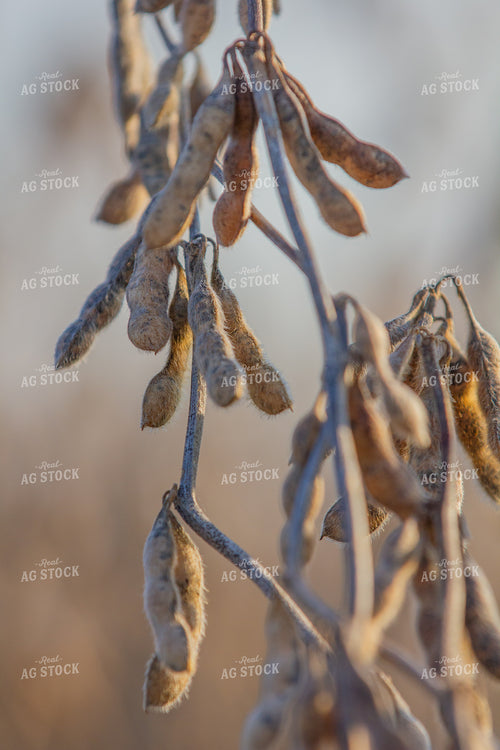 Dried Soybeans in Field 291118