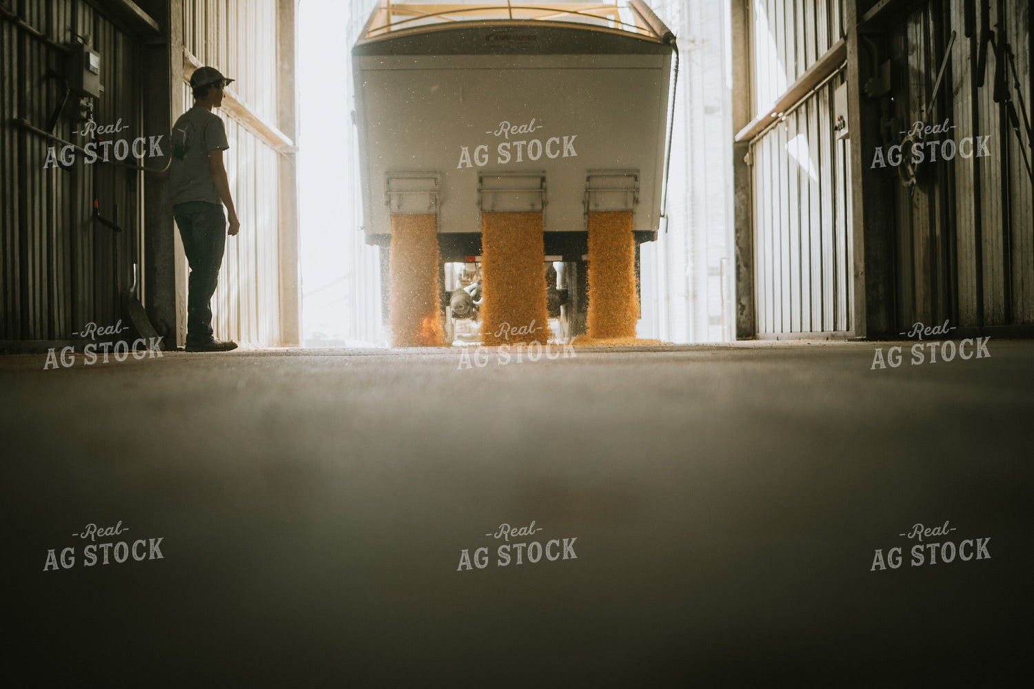 Truck Unloading Corn into Pit at Elevator 4715