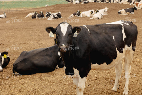 Holstein Cattle in Farmyard 114030