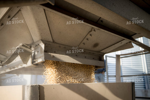 Unloading Harvested Soybeans 250055
