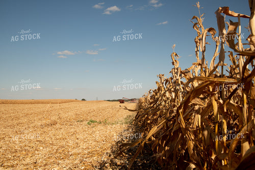 Combine Unloading Corn into an Auger Wagon on the Go on a Sunny Day 25929
