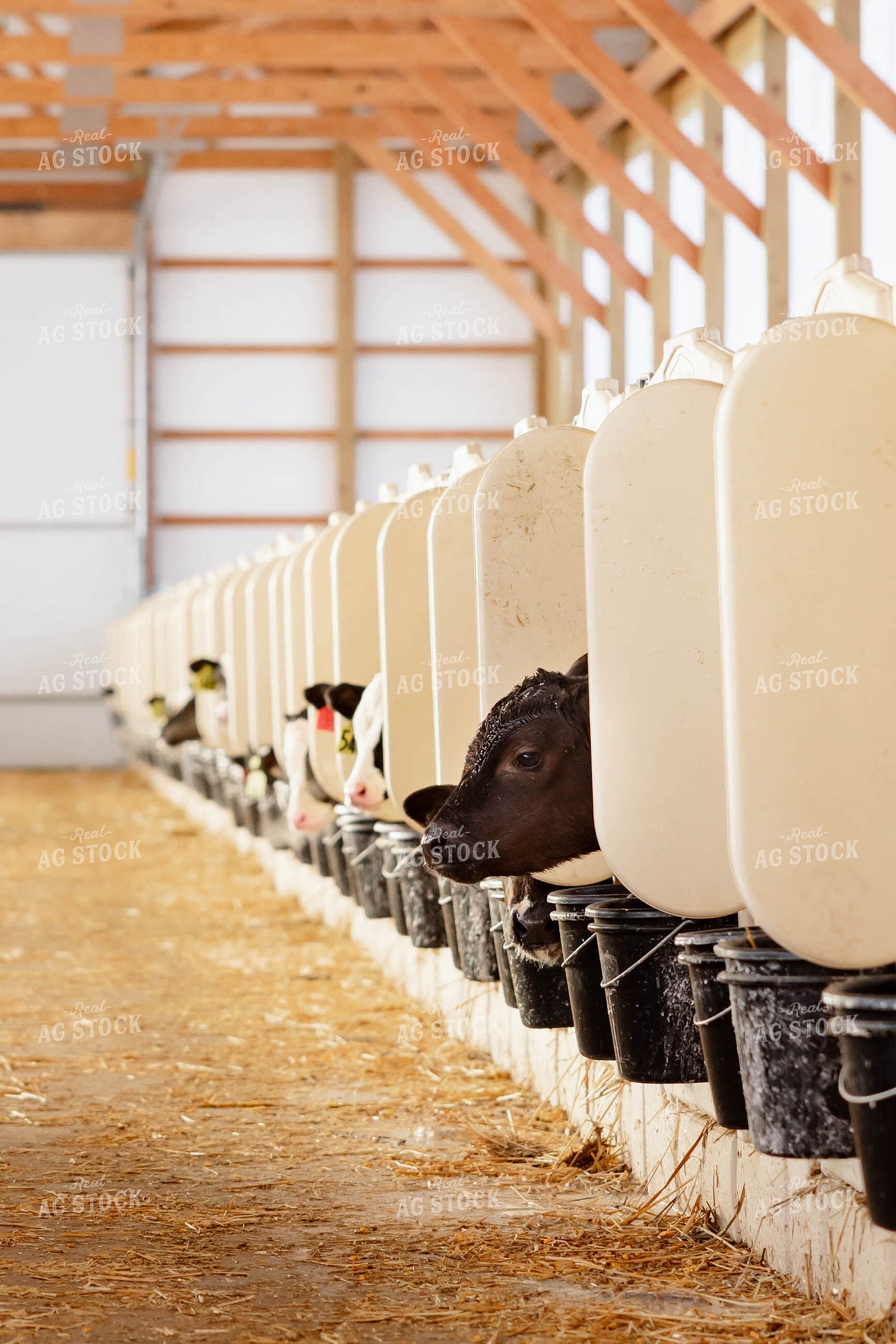 Holstein Calves 152419