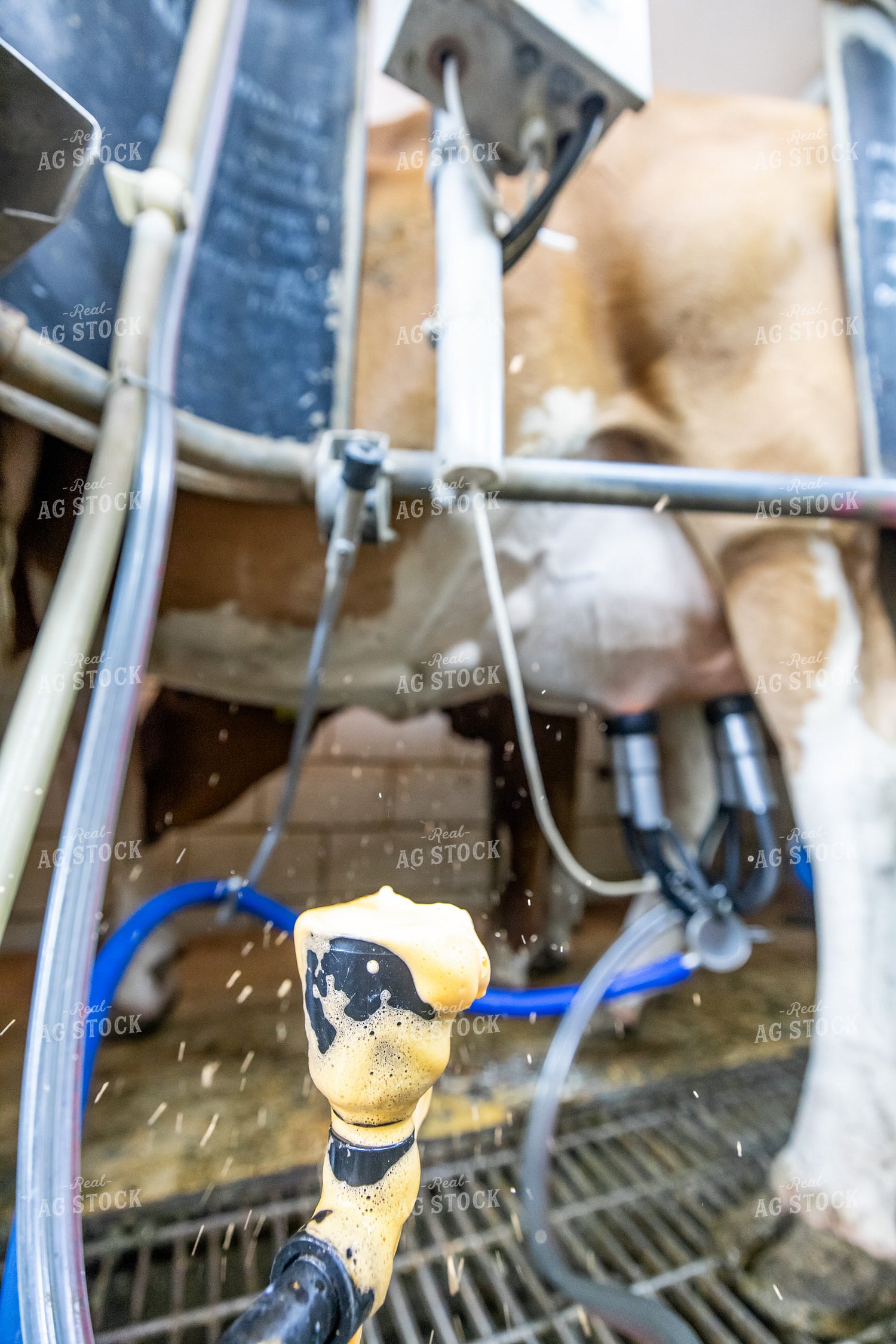 Disinfecting Cow Teats 270553