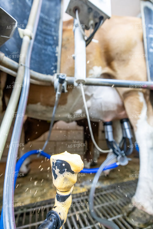 Disinfecting Cow Teats 270553