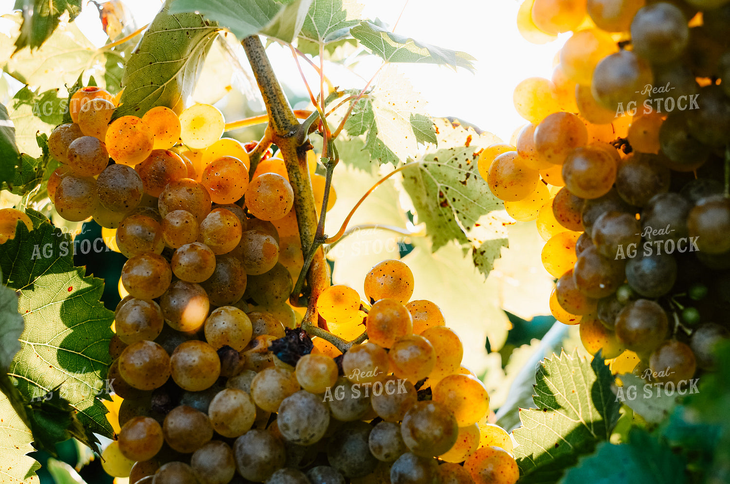 Vine of Grapes 125082