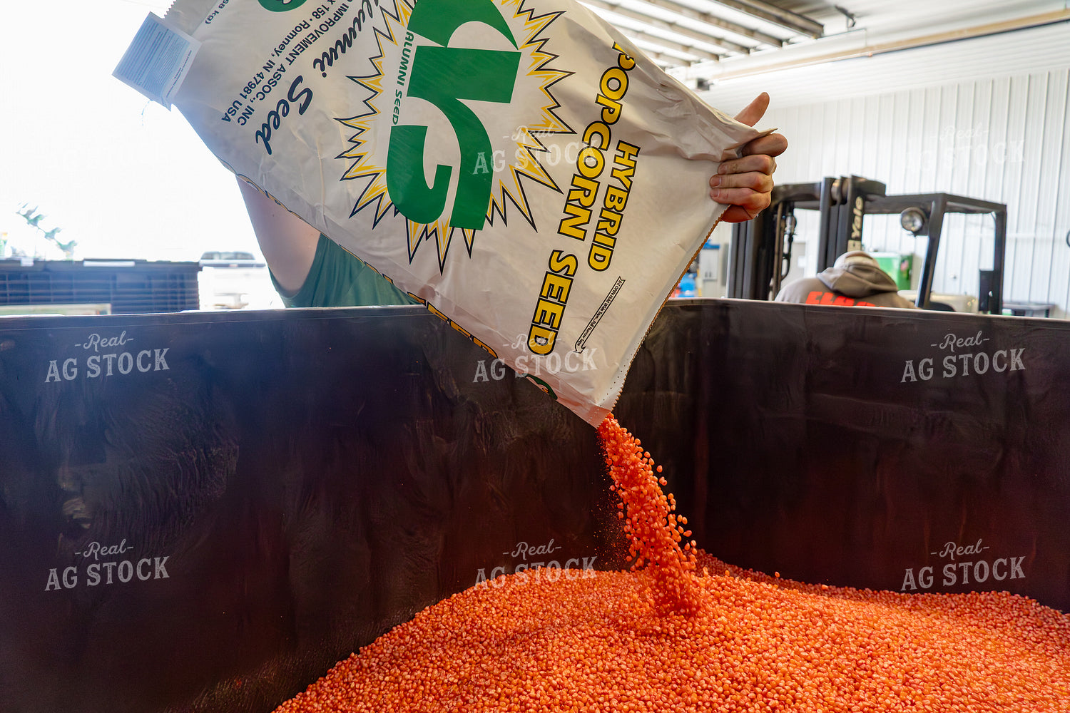 Preparing to Plant Popcorn 65404