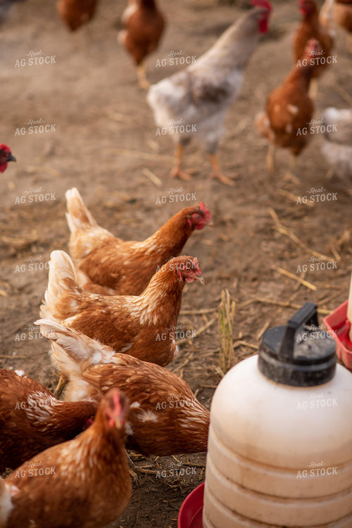 Free Range Chickens 76543