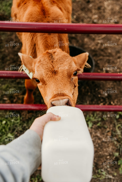 Bottle Feeding a Calf 64323