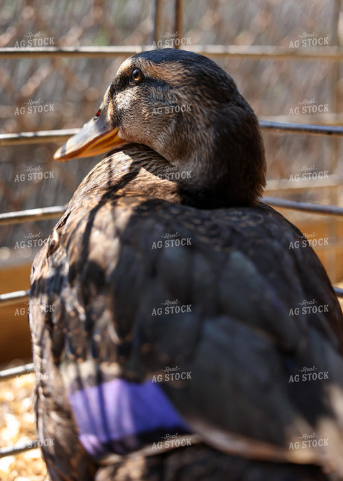 Showing Ducks 160141