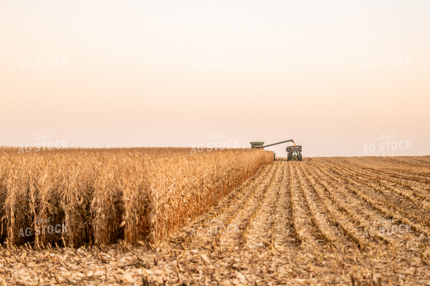 Corn Harvest 185163