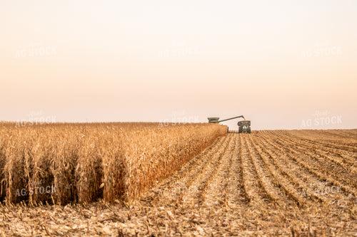 Corn Harvest 185163