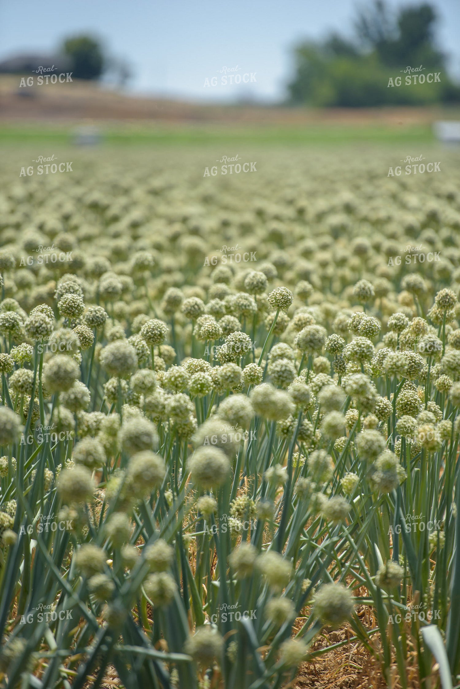 Commercial Onion Seed Flowering 57009