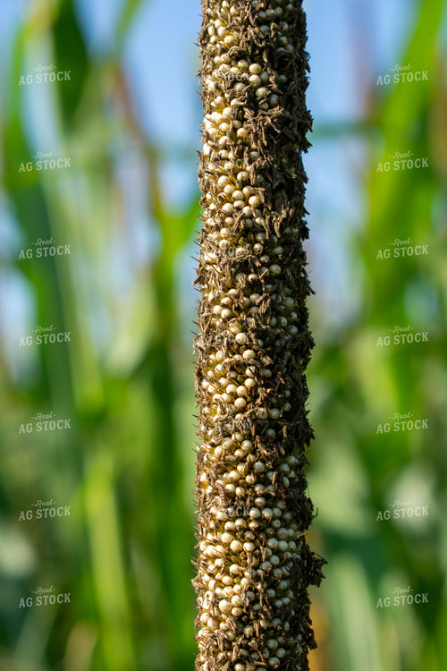 Midseason Mllet 156148