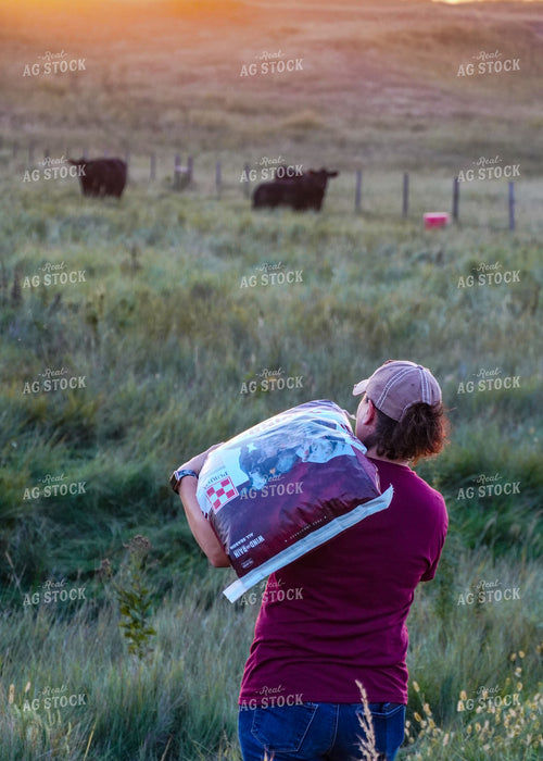 Farmer Feeding Cattle 65433