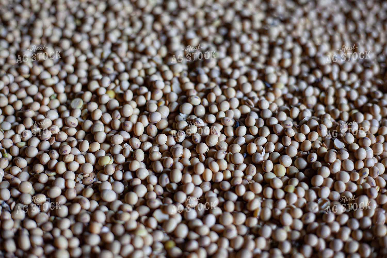 Harvested Soybeans Close Up 132225