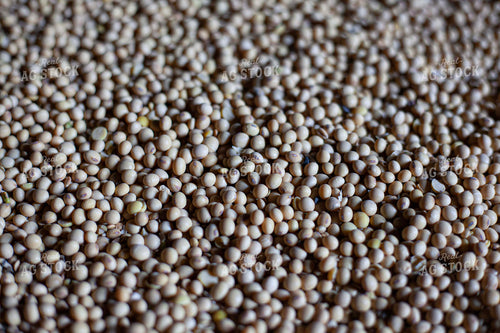 Harvested Soybeans Close Up 132225