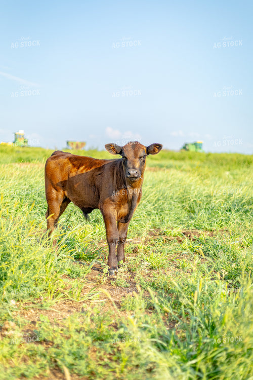 Angus Cross Calf 155293