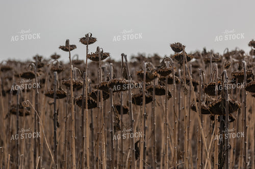 Standing Dried Sunflowers 72122