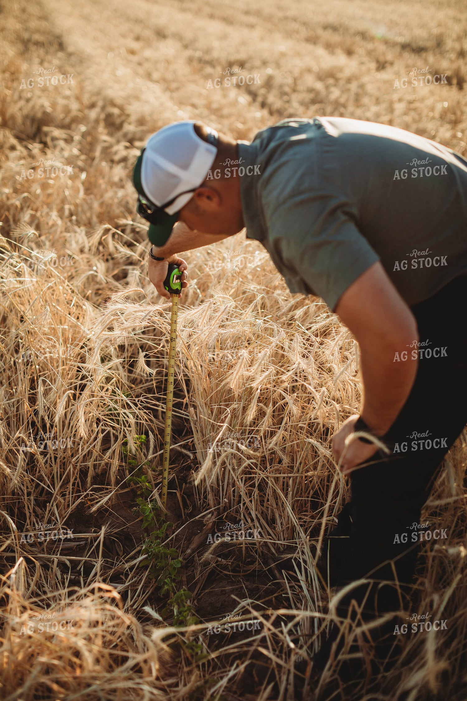 Farmer Agronomist with Tape Measure in Soybean and Rye Cover Crop Field 5855