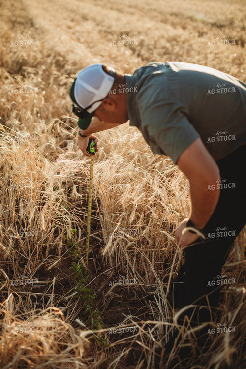 Farmer Agronomist with Tape Measure in Soybean and Rye Cover Crop Field 5855